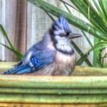 blue jay bird bath thumbnail_tonemapped