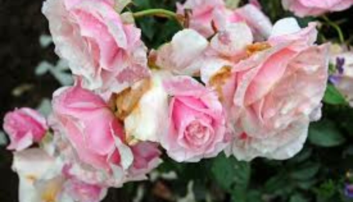 pink roses