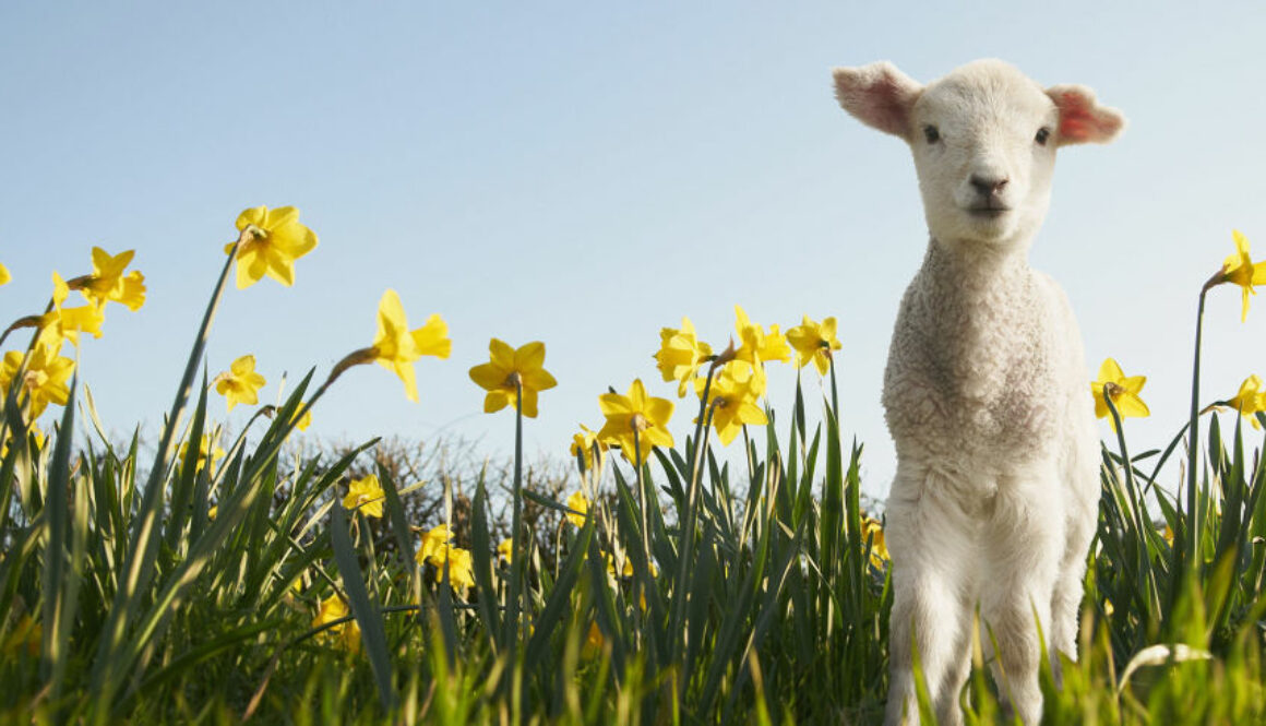 lambDaffodils