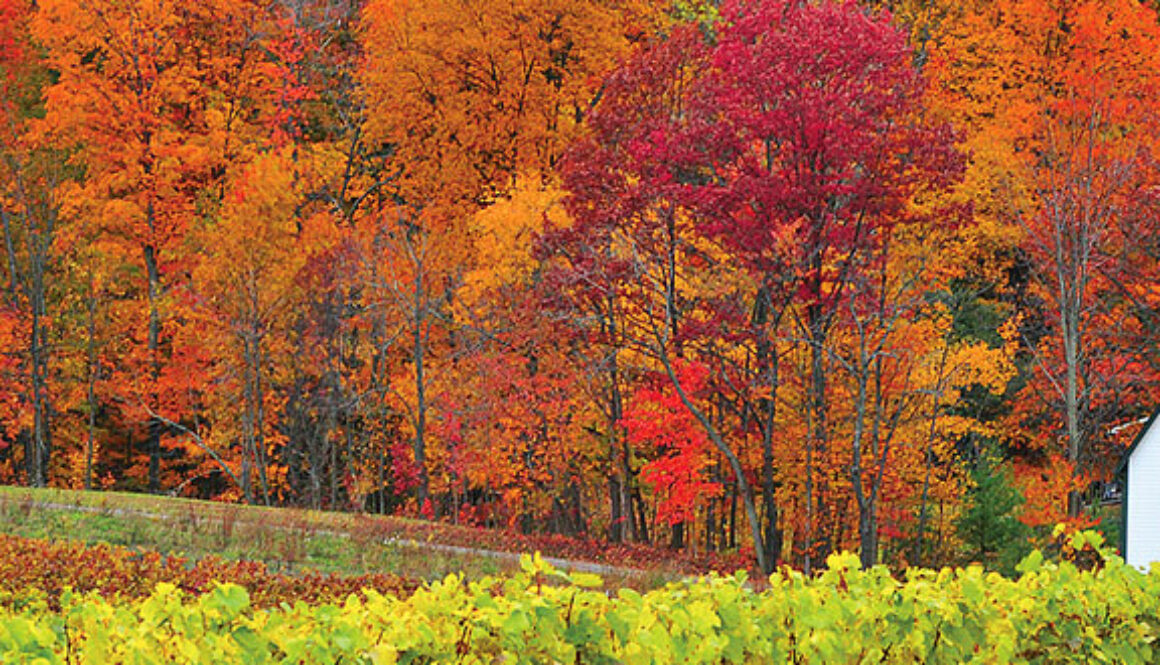 canada-fall-colors-by-rail