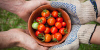 SHaringTomatoes