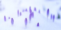 Violets