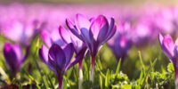 SpringFlowers