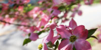 Dogwood