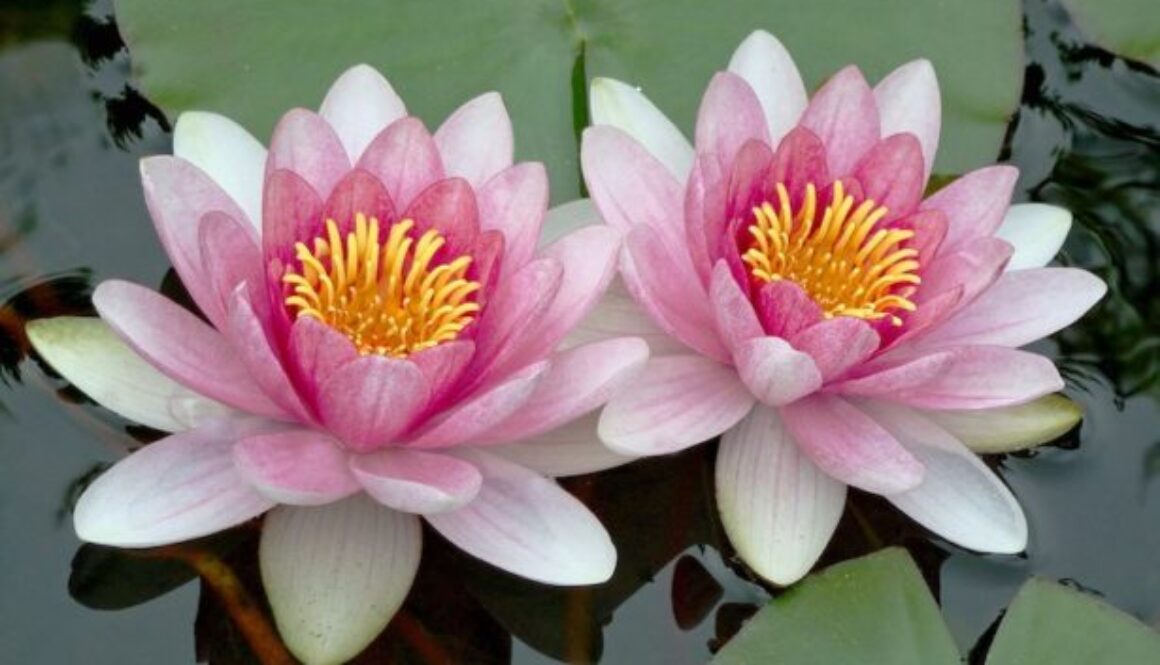lotus-mindfuljoy-615x415