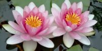 lotus-mindfuljoy-615x415