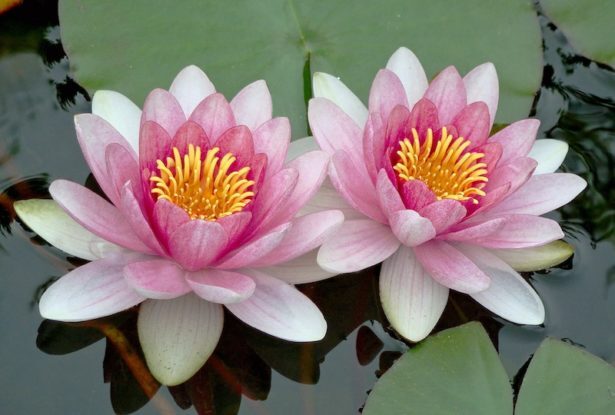 lotus-mindfuljoy-615x415