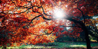 ColorTree