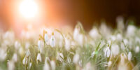 JoyfulBeliefs2