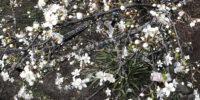 DogwoodCROP