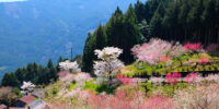 SpringTrees