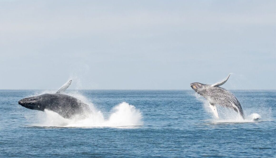 whales-breaching-monterey