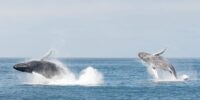 whales-breaching-monterey