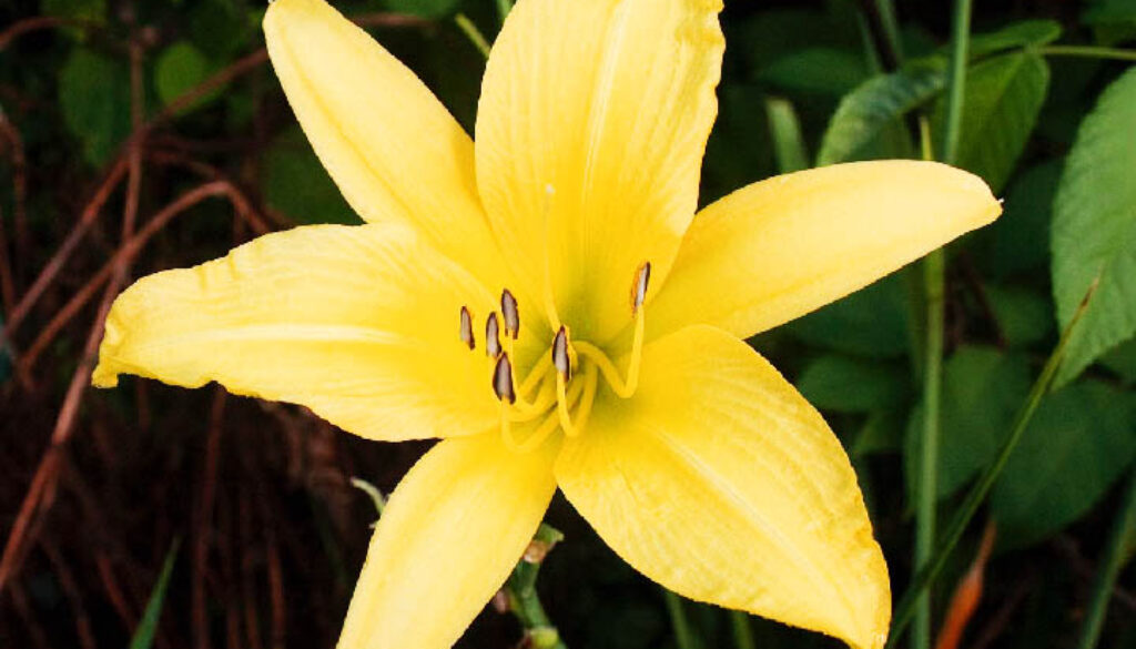 yellow lily sm_5307