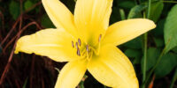 yellow lily sm_5307