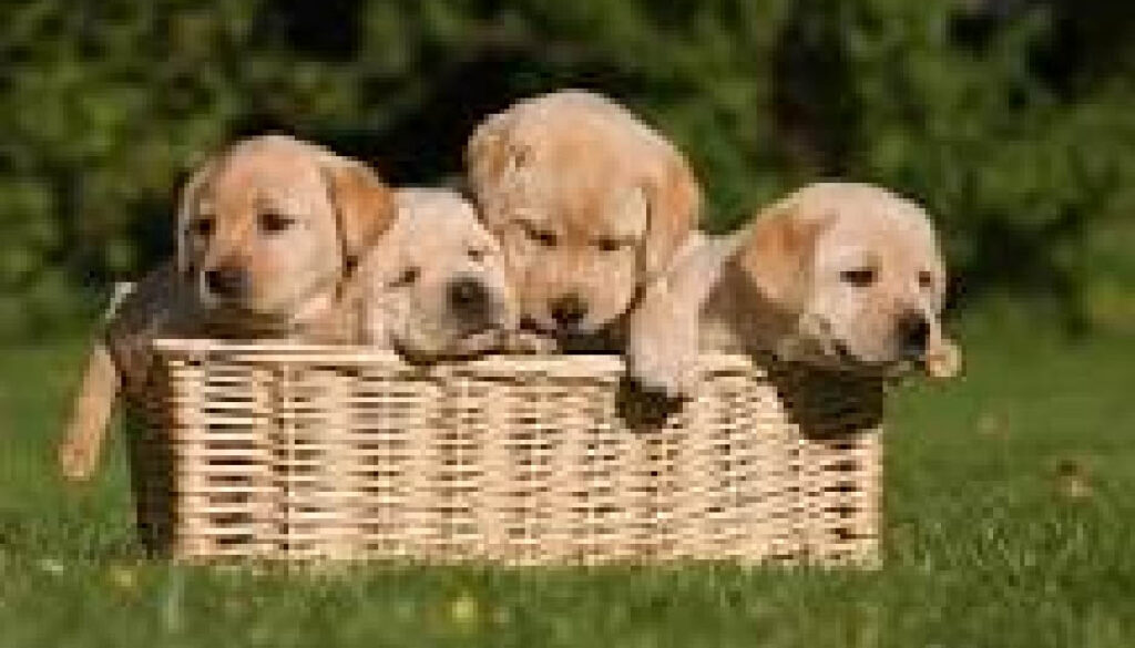 puppies